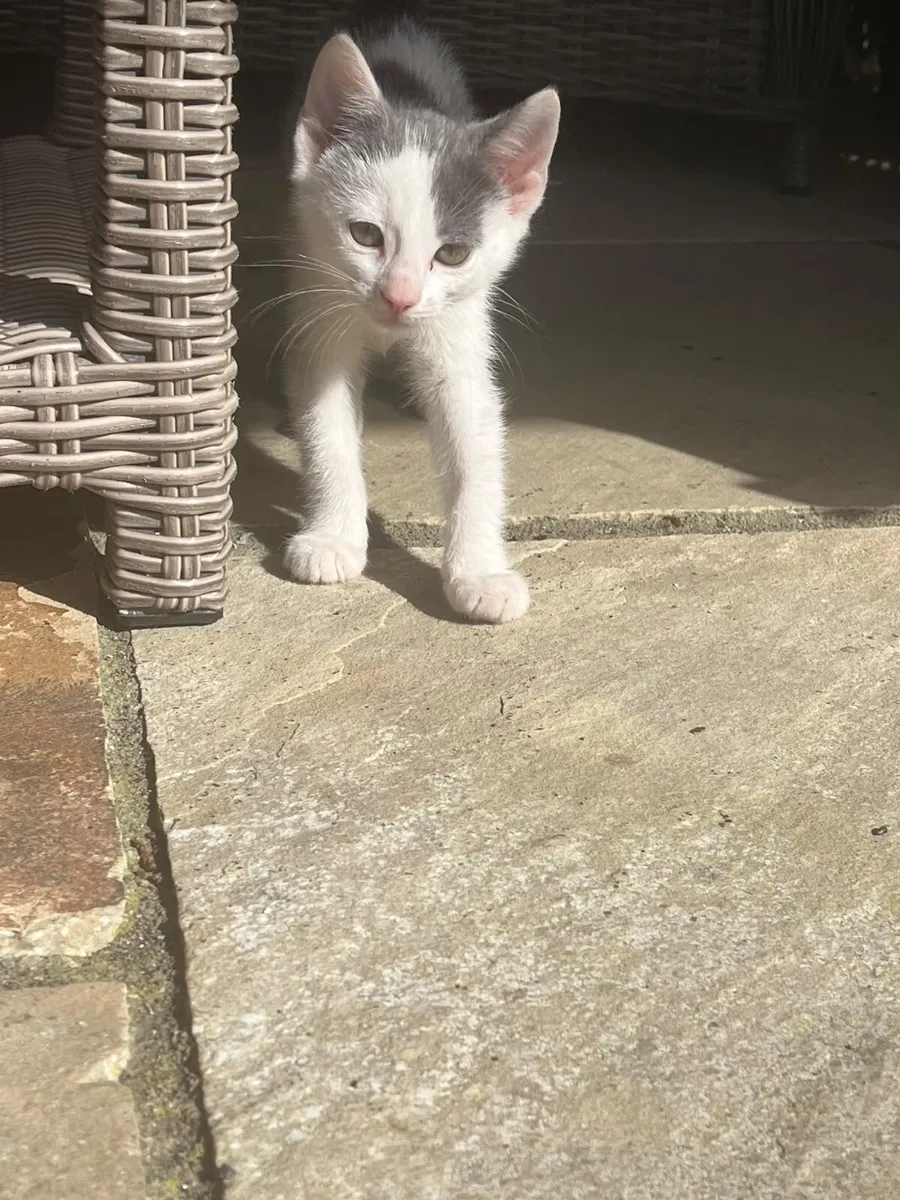 Kittens - Image 4