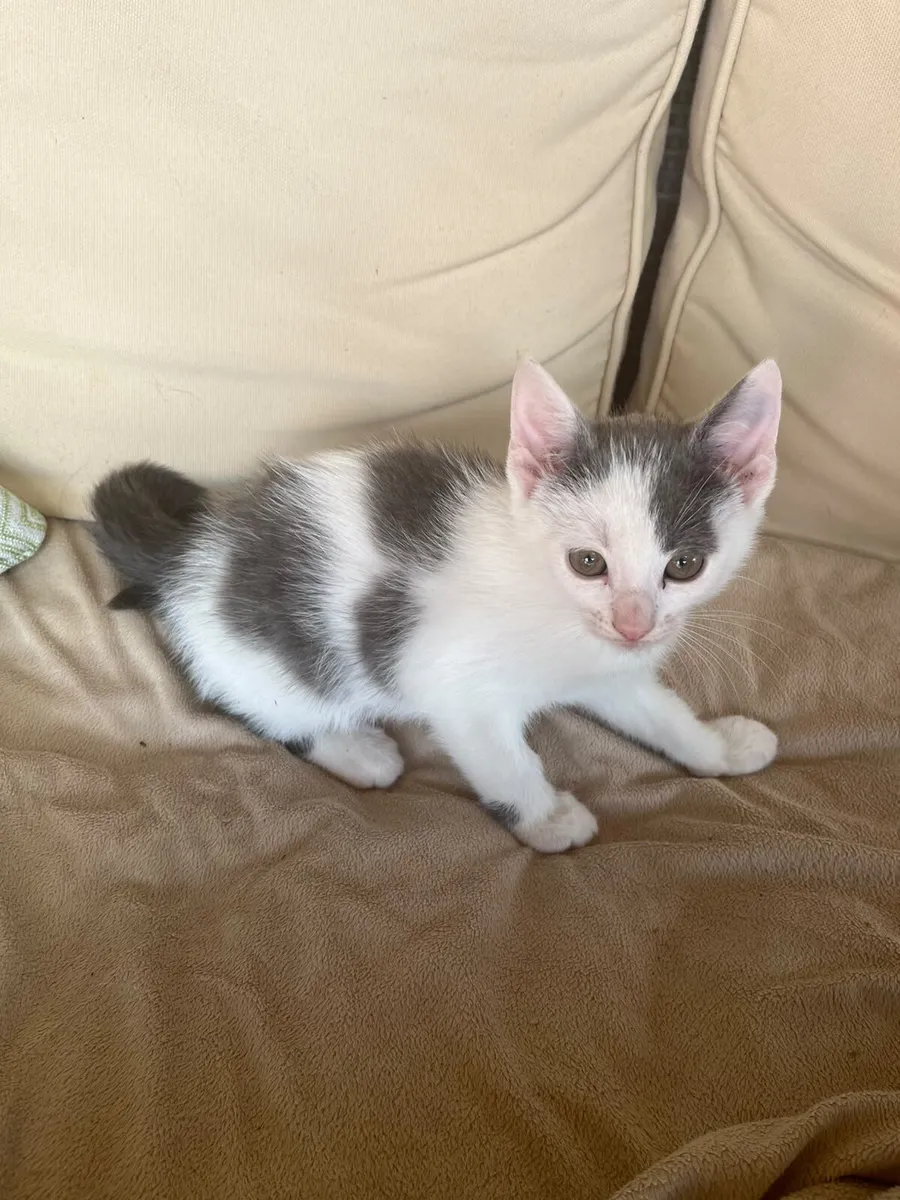 Kittens - Image 2