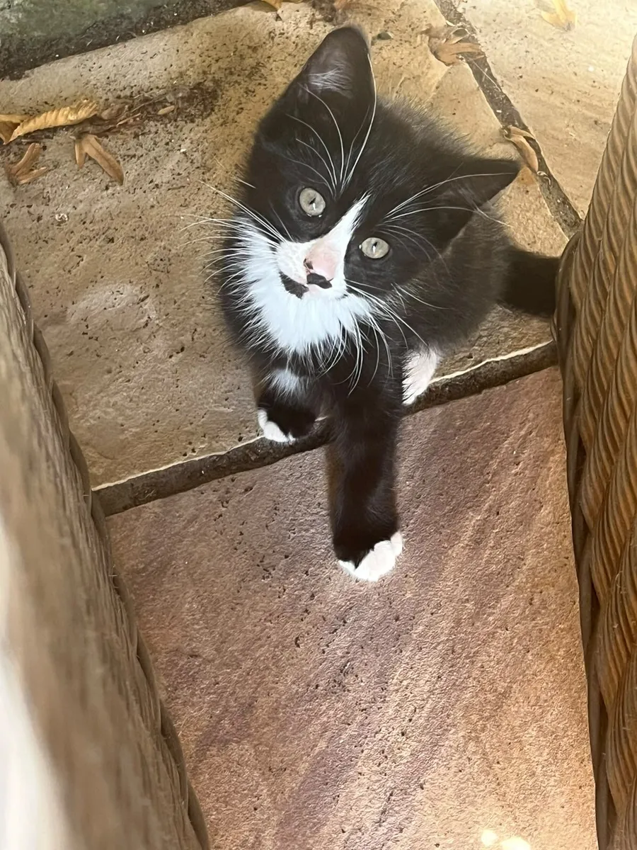 Kittens - Image 2
