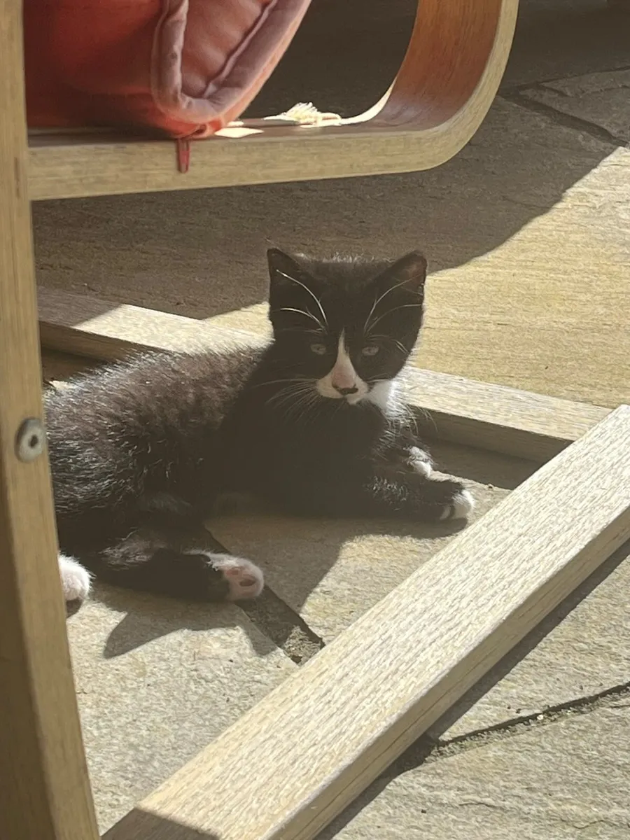 Kittens - Image 3