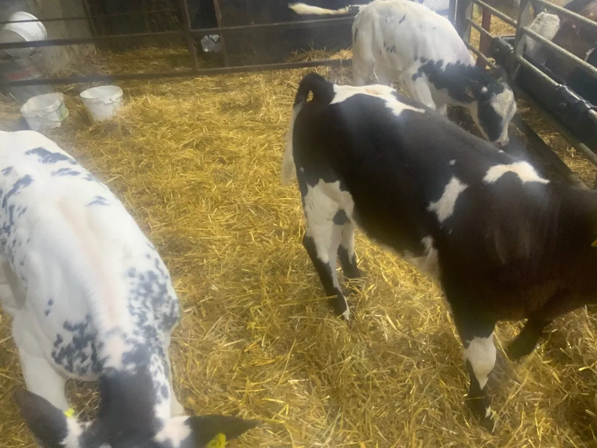 Calves - Image 1