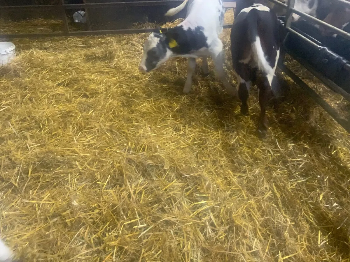Calves - Image 2