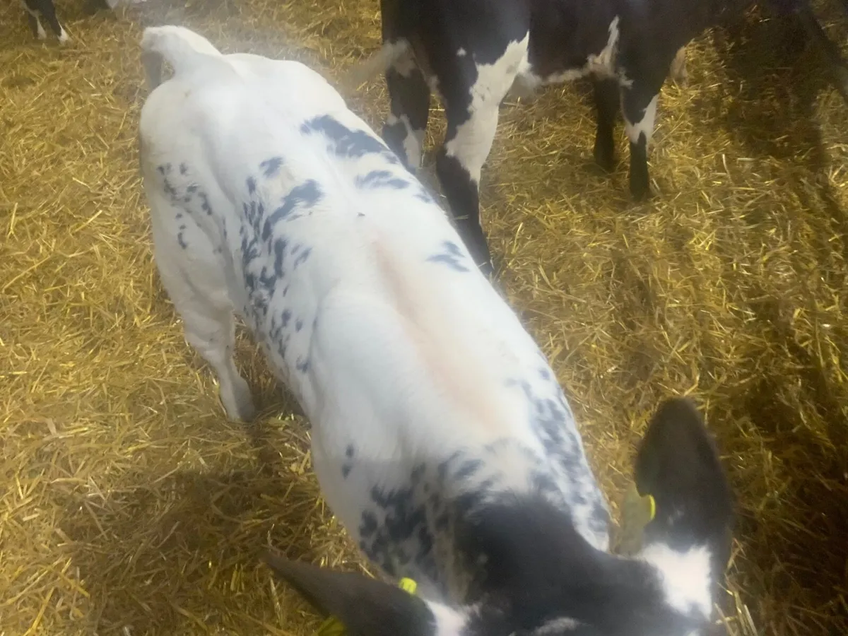 Calves - Image 3