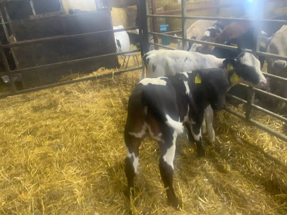Calves - Image 4