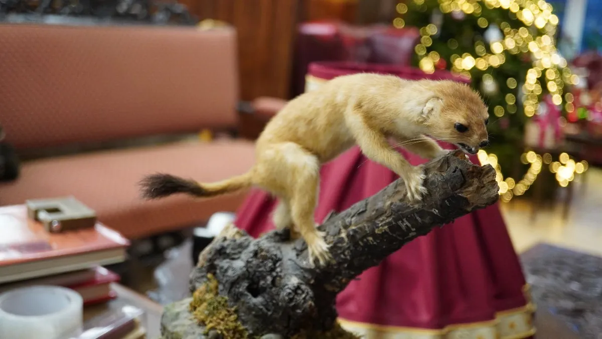 Vintage Taxidermy Stoat - Image 2