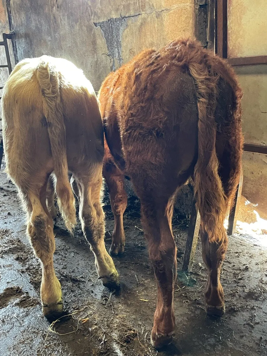 Charolais Bull Weanling - Image 3