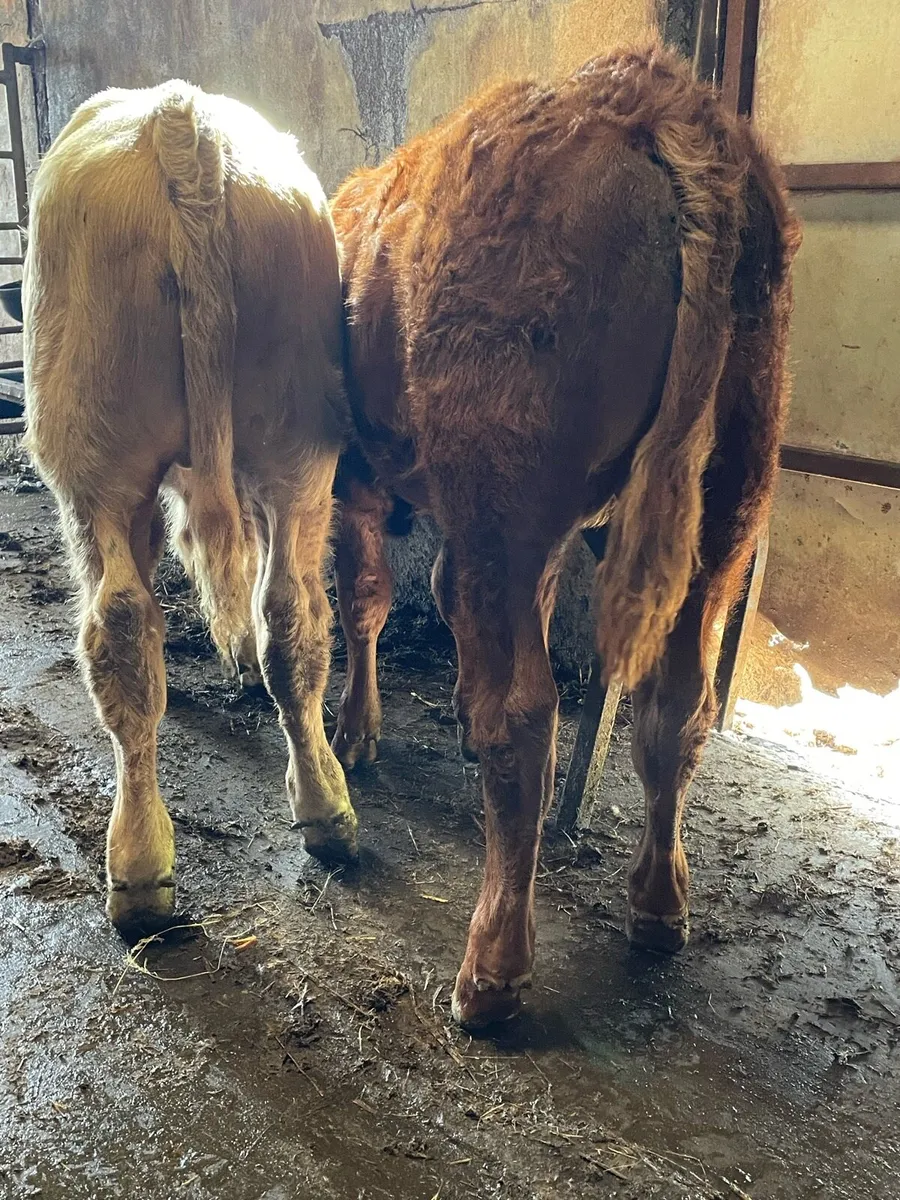 Charolais Bull Weanling - Image 4