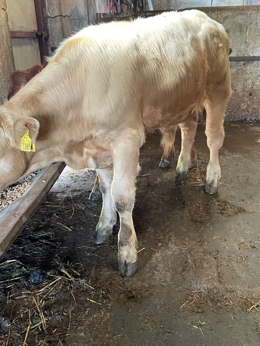 Charolais Bull Weanling - Image 1
