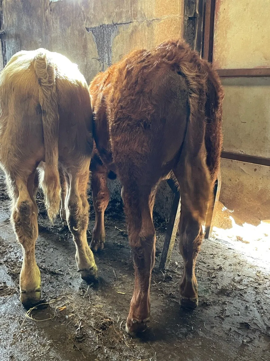 Charolais Bull Weanling - Image 2