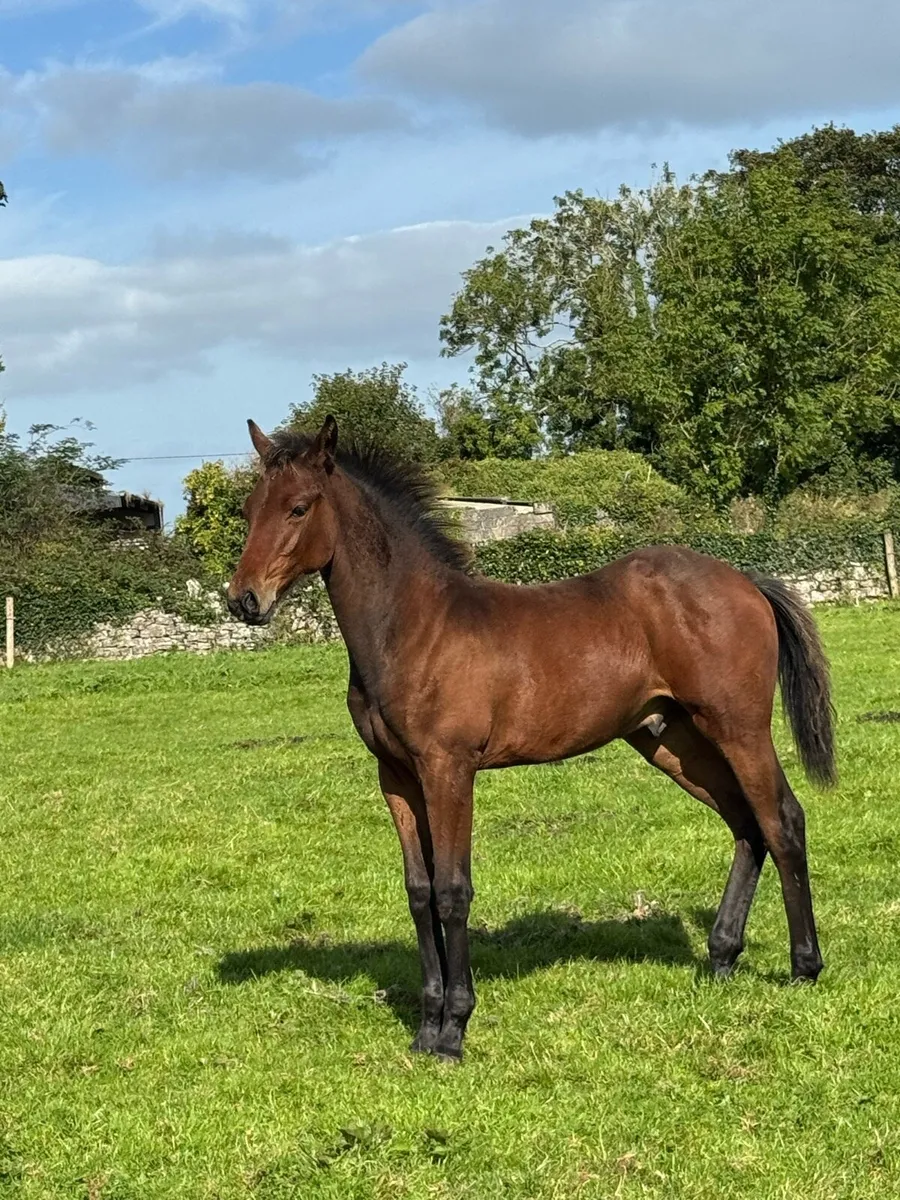 ISH COLT FOAL - Image 1