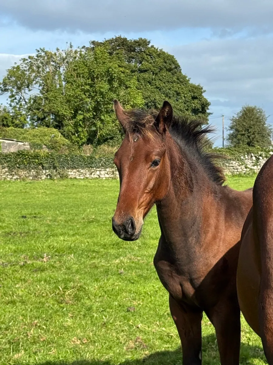 ISH COLT FOAL - Image 2