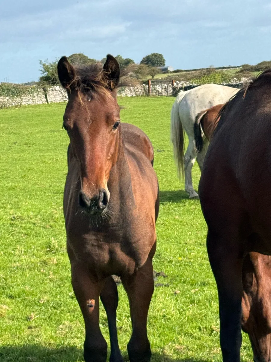 ISH COLT FOAL - Image 3