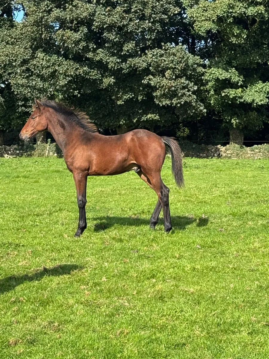 ISH COLT FOAL - Image 4