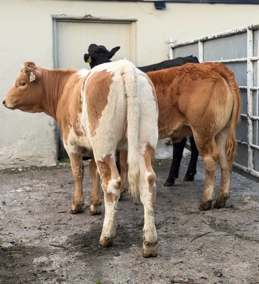 ⭐️3 Smashing breeding heifers ⭐️ - Image 2