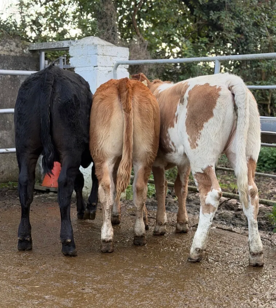 ⭐️3 Smashing breeding heifers ⭐️ - Image 3