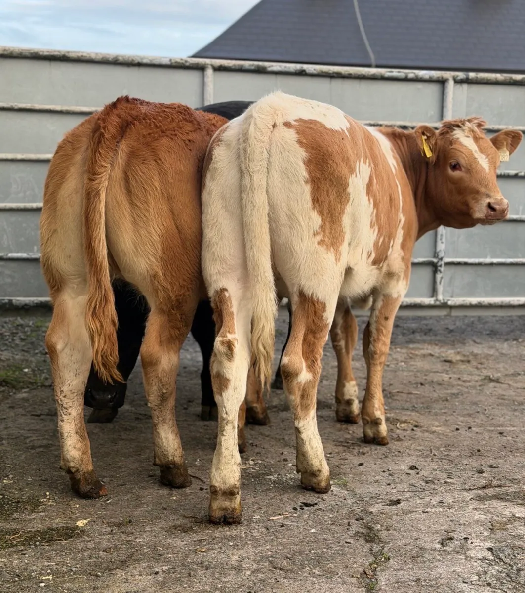 ⭐️3 Smashing breeding heifers ⭐️ - Image 4