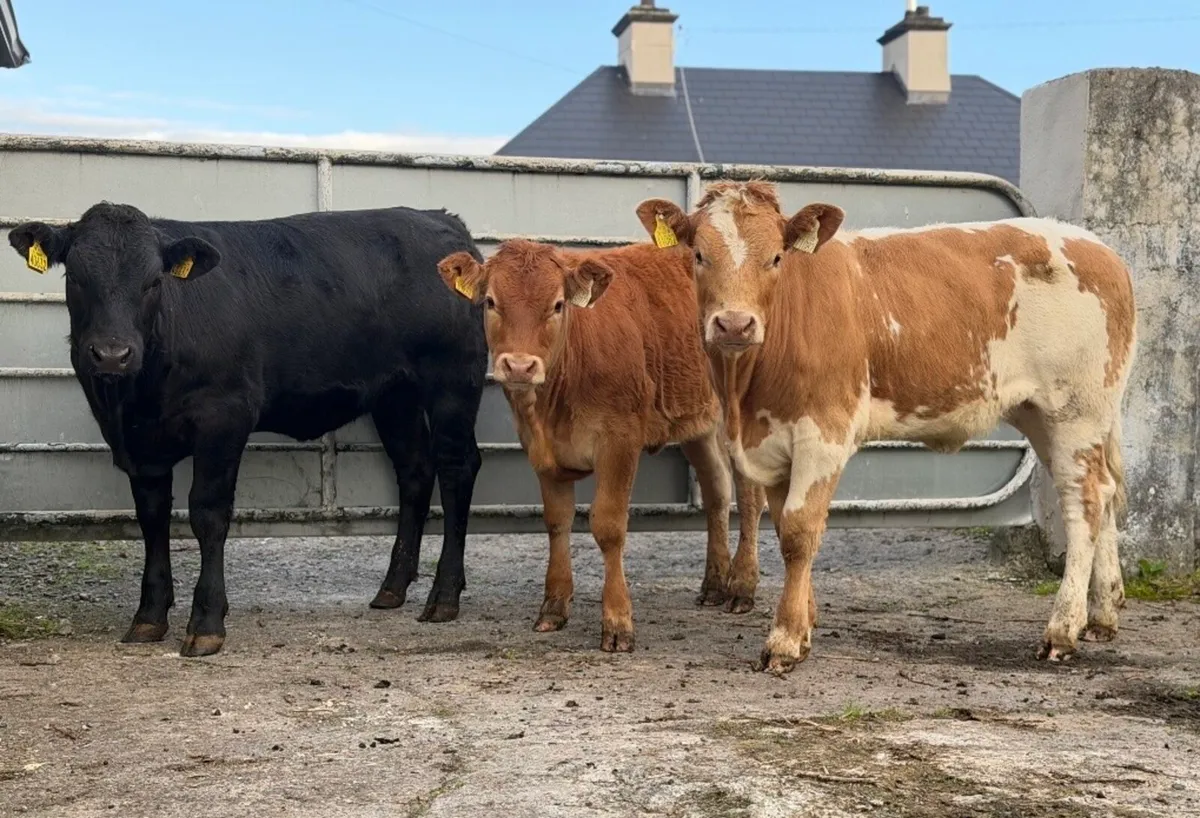 ⭐️3 Smashing breeding heifers ⭐️ - Image 1