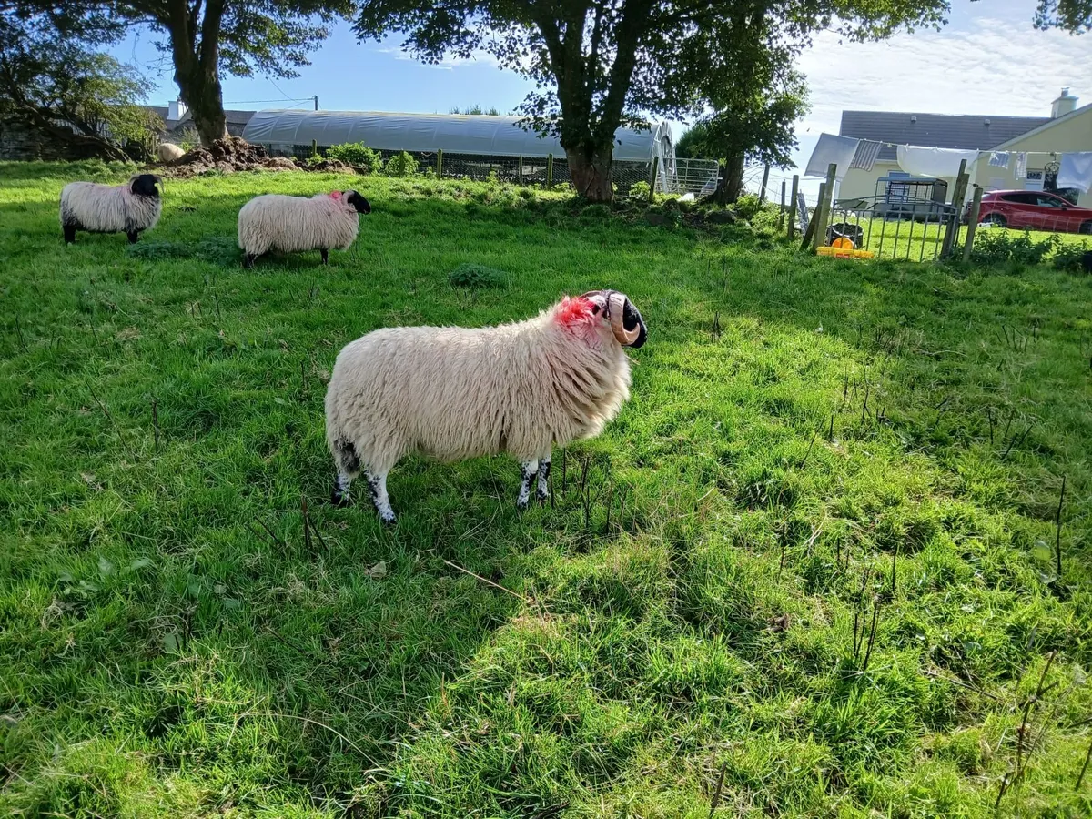 Rams - Image 4