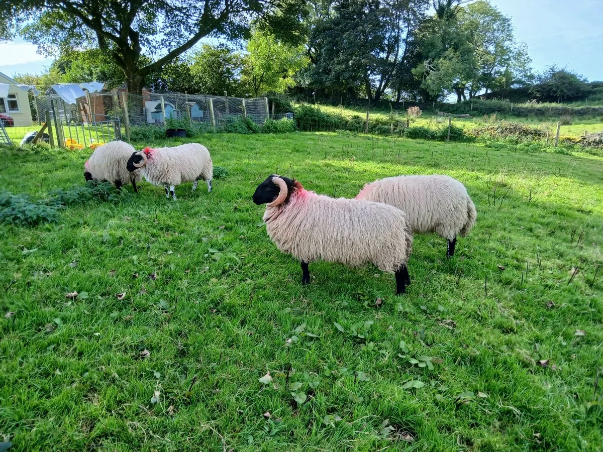 Rams - Image 2