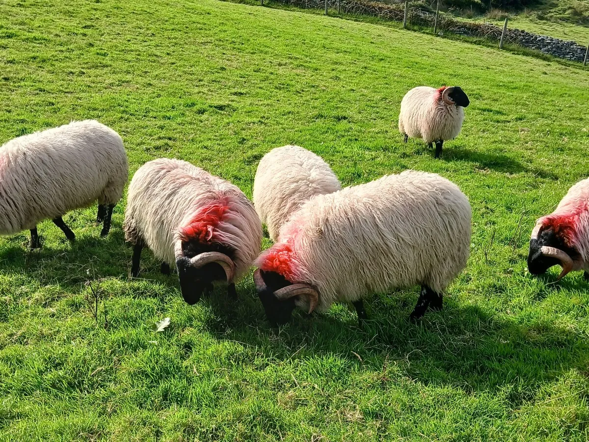 Rams - Image 3