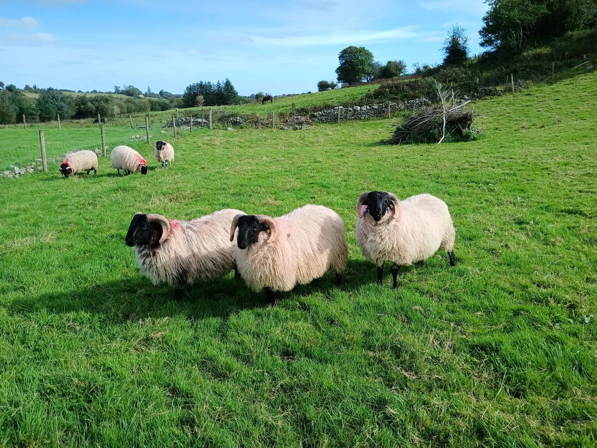 Rams - Image 1