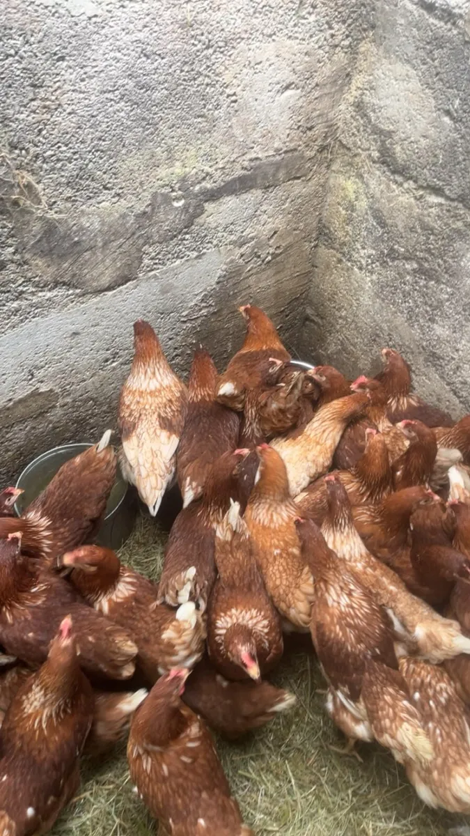 Laying and point of laying hens - Image 2