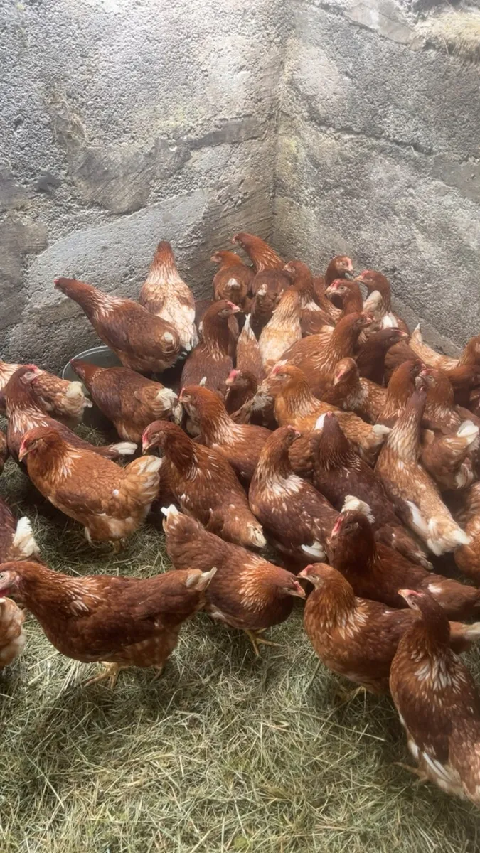 Laying and point of laying hens - Image 3