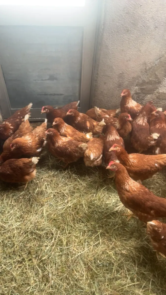 Laying and point of laying hens - Image 4