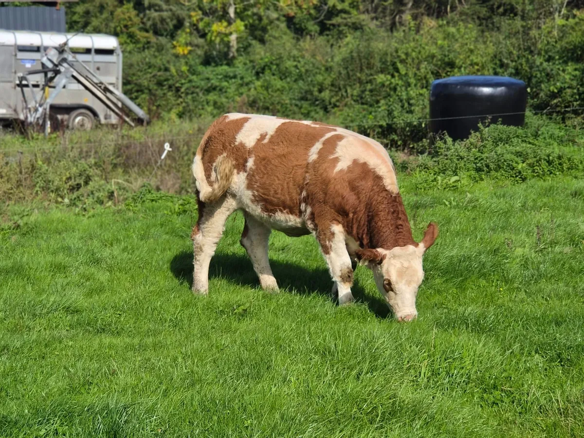 PBR Simmental Heifer - Image 2