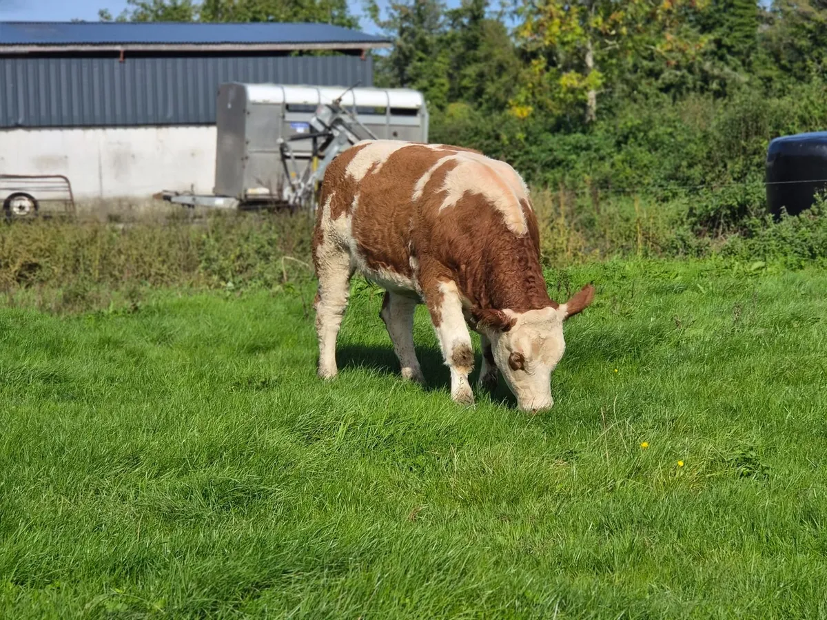 PBR Simmental Heifer - Image 1