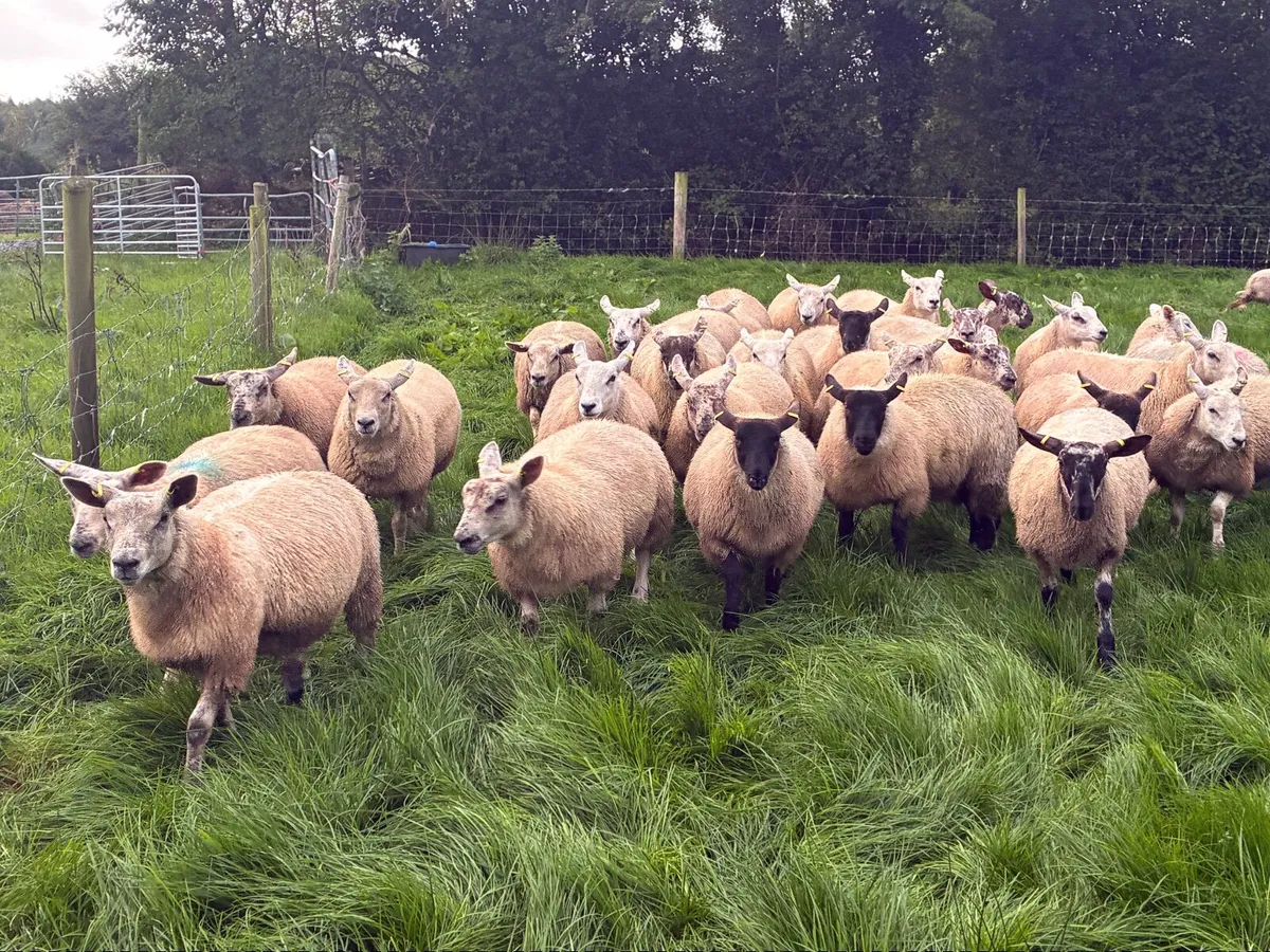 Ewe Lambs  for Breeding - Image 3