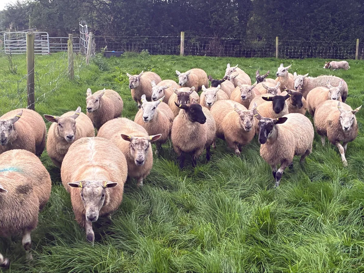 Ewe Lambs  for Breeding - Image 2