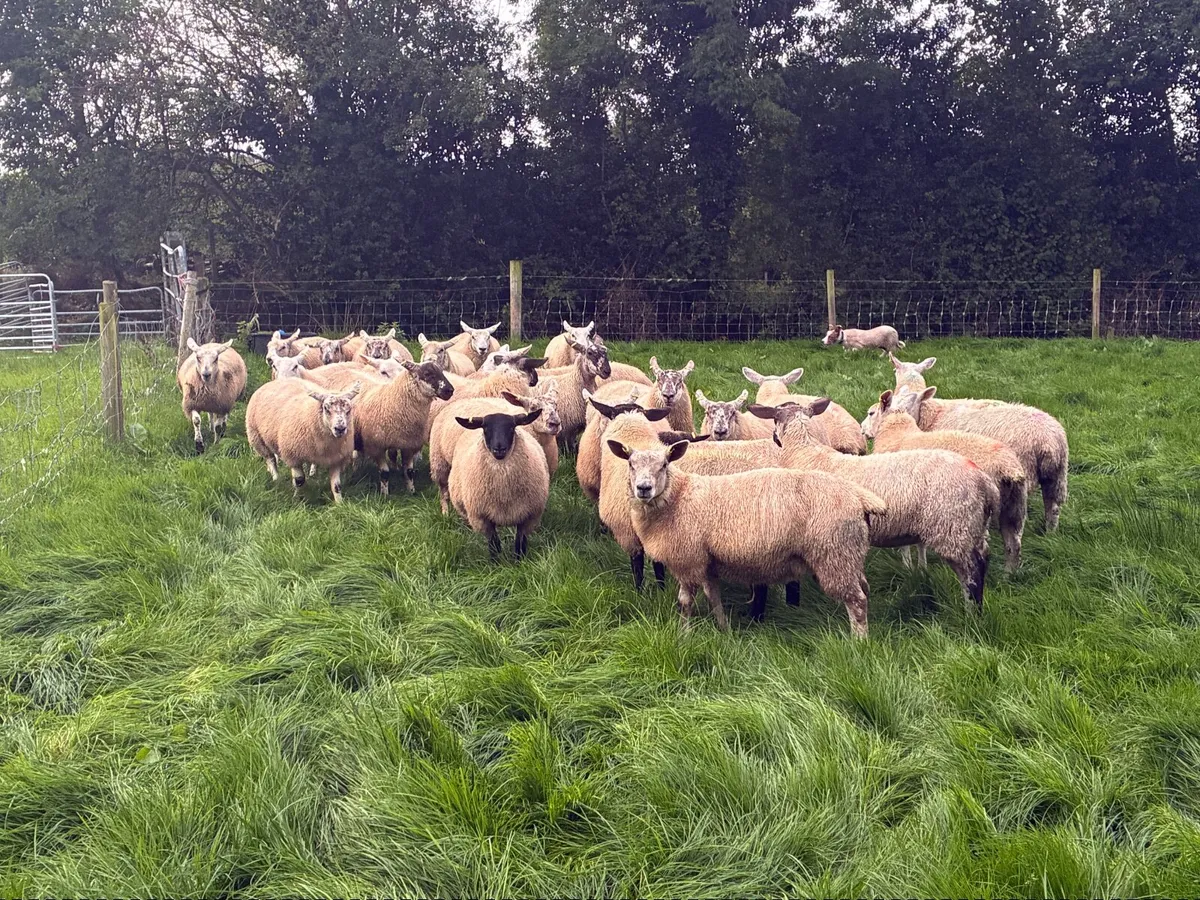 Ewe Lambs  for Breeding - Image 4