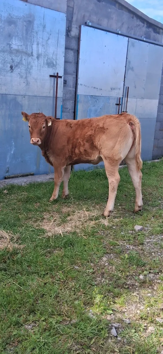 PB limousin heifer - Image 1