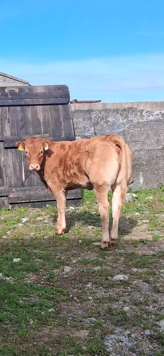 PB limousin heifer - Image 2