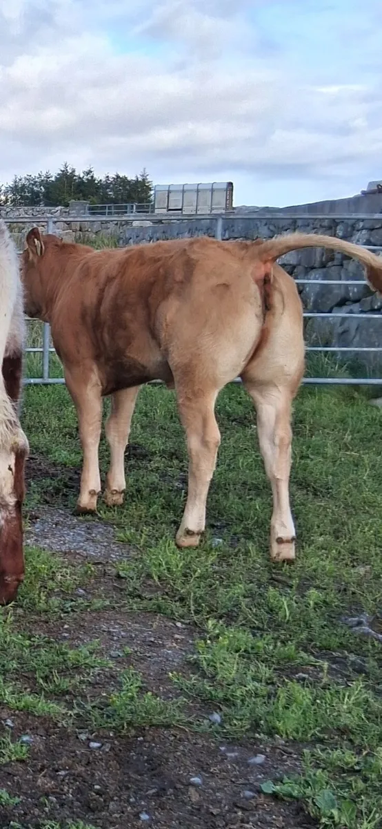 PB limousin heifer - Image 3