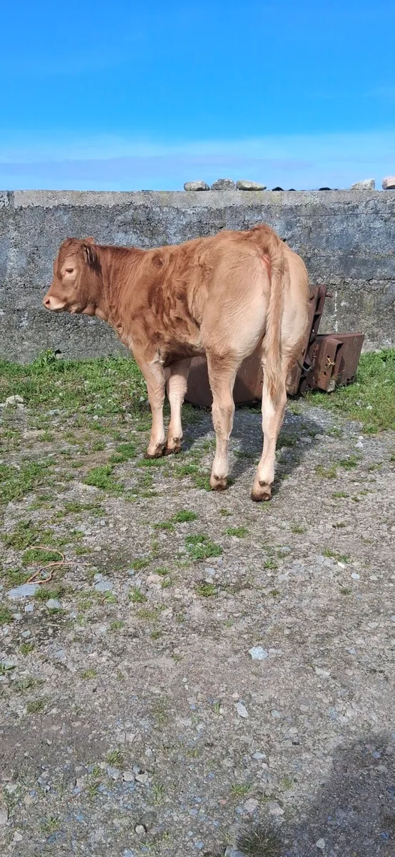 PB limousin heifer - Image 4
