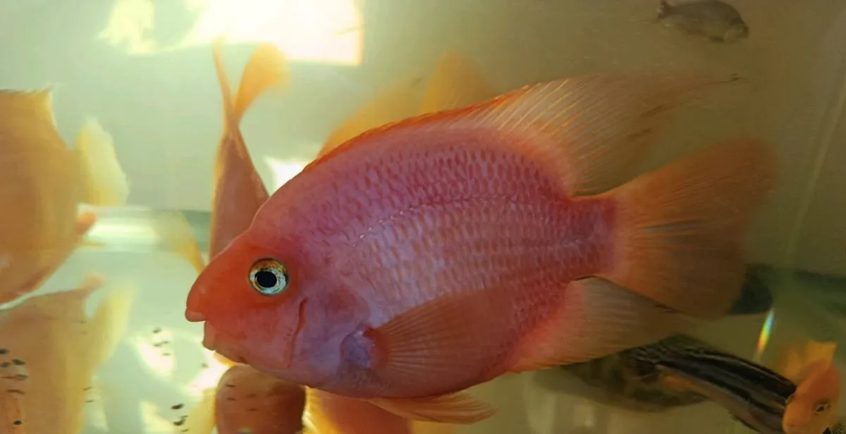 red parrot fish for sale