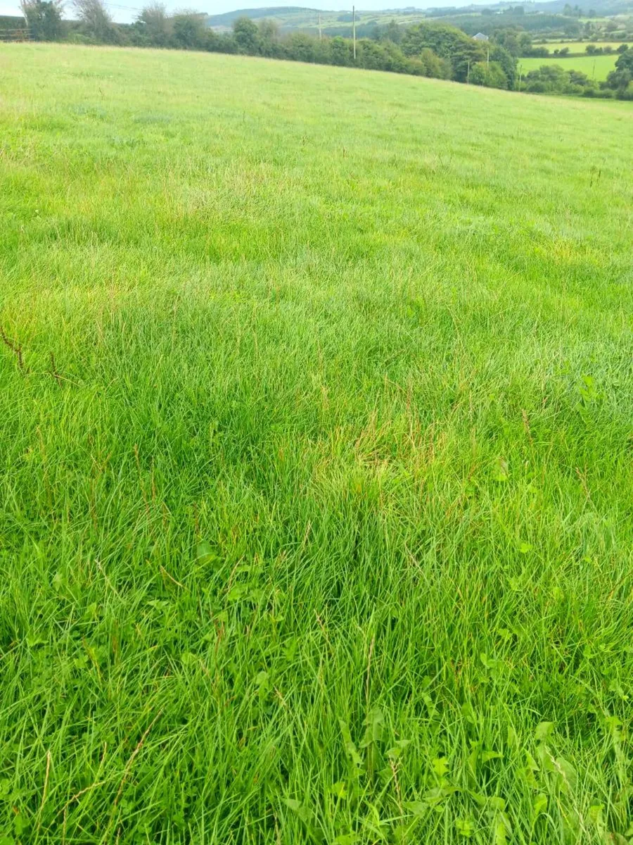 Silage - Image 2