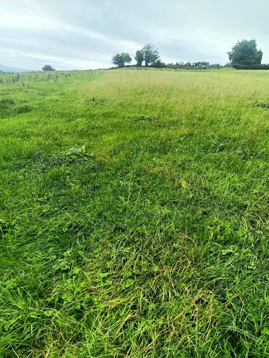 Silage - Image 1