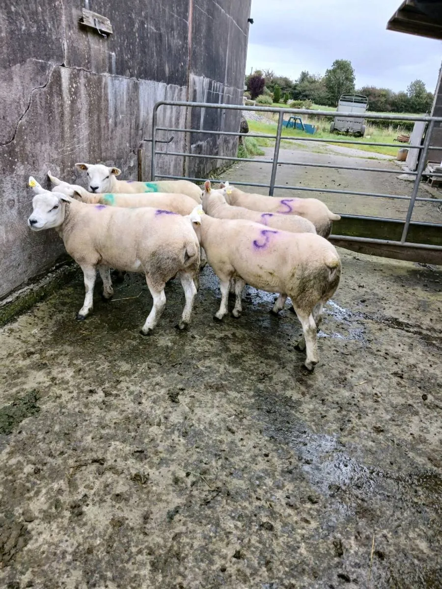 6 Pb Texel hoggets - Image 1