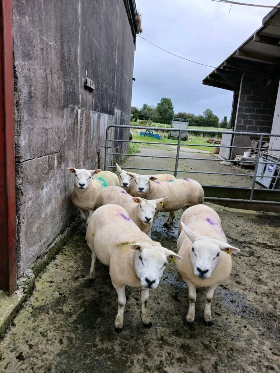 6 Pb Texel hoggets - Image 2