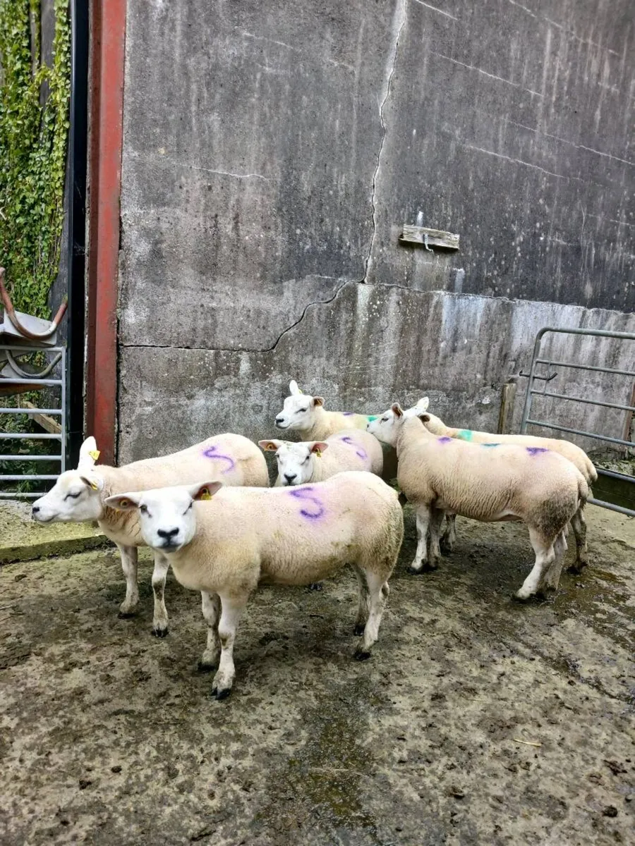 6 Pb Texel hoggets - Image 3