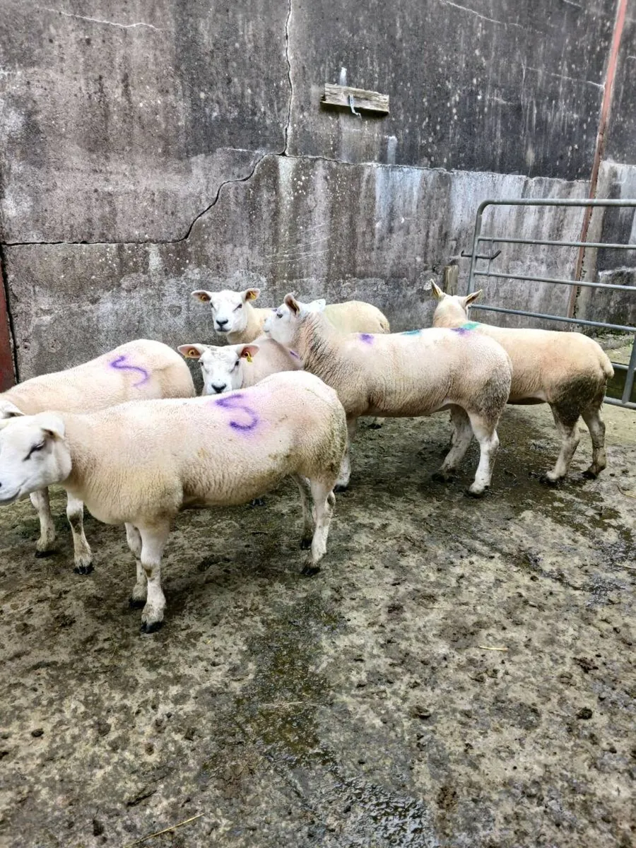 6 Pb Texel hoggets - Image 4