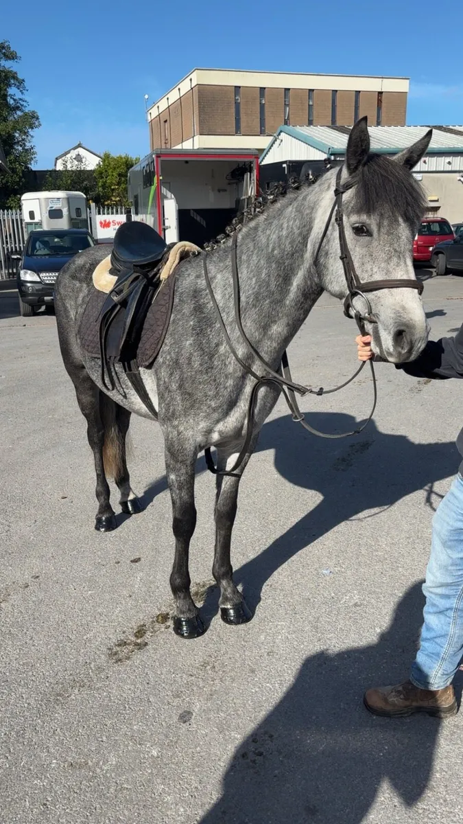 4yo Registered Connemara - Image 1