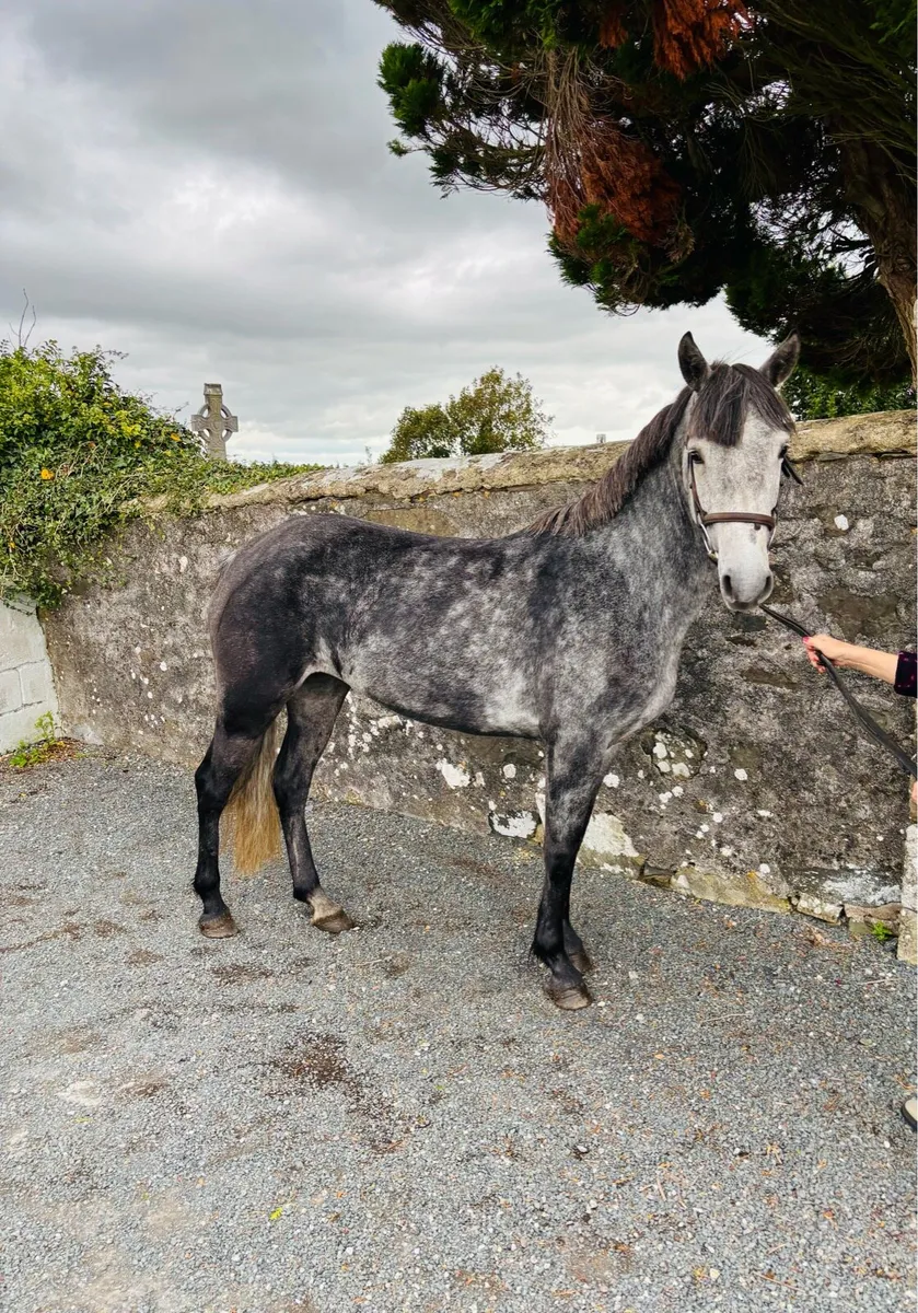 4yo Registered Connemara - Image 2