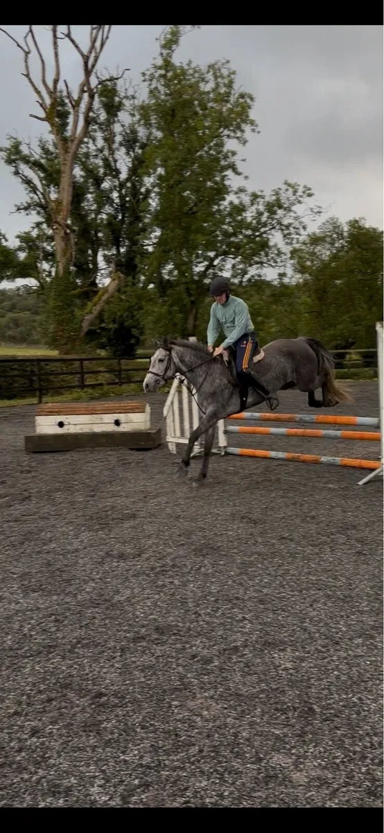4yo Registered Connemara - Image 3