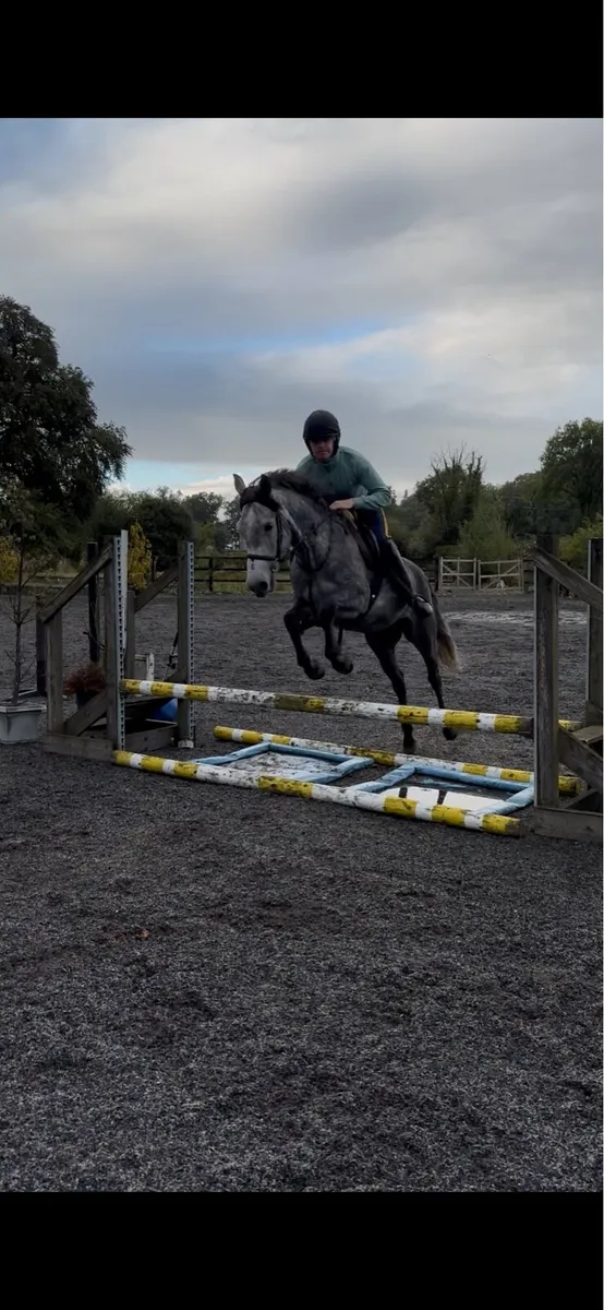 4yo Registered Connemara - Image 4