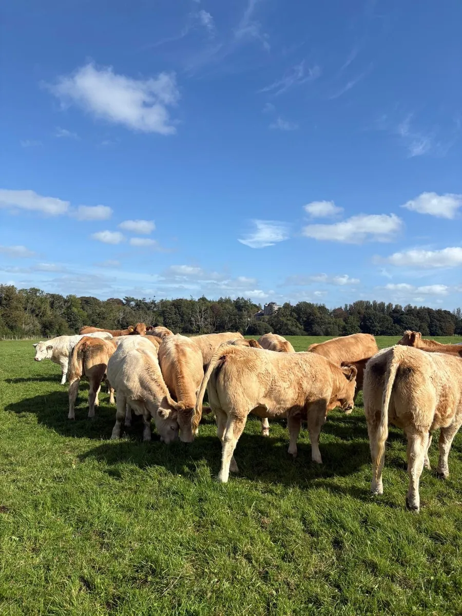 Charolais heifers - Image 2