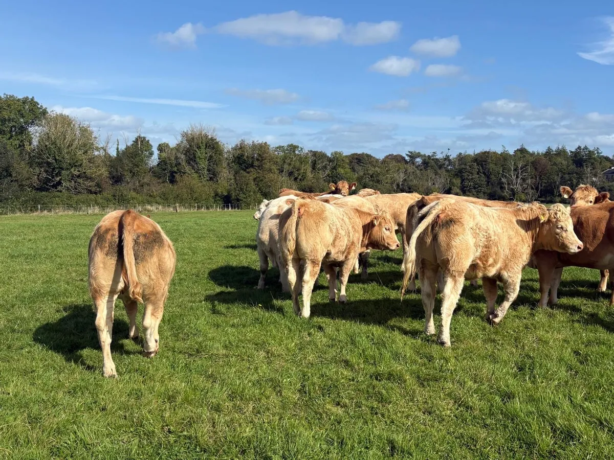 Charolais heifers - Image 3